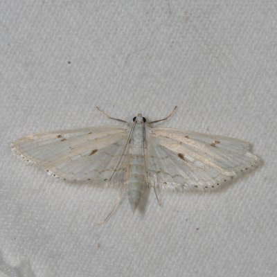 Hodges#4764 * Watermilfoil Leafcutter Moth * Parapoynx allionealis