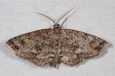 Hodges#6620 - Canadian Melanolophia * Melanolophia canadaria