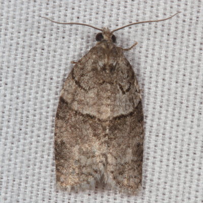 Hodges#3672 * Gray Leafroller * Syndemis afflictana