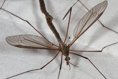 Tipula oleracea : Marsh Crane Fly