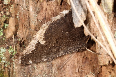 Mourning Cloak