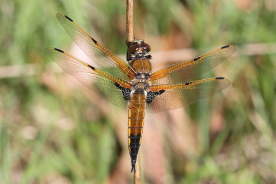 Four-spotted Skimmer ♀