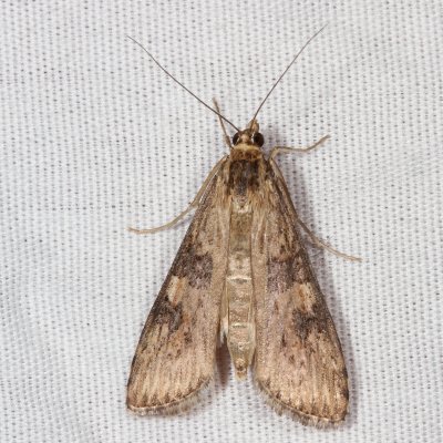 Hodges#5156 * Lucerne Moth * Nomophila nearctica