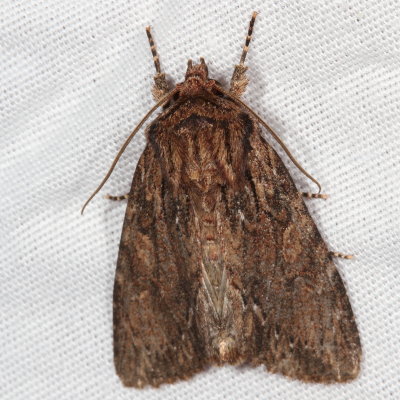 Hodges#10521 * Confused Woodgrain * Morrisonia confusa
