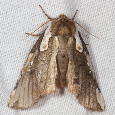 Hodges#6240 * Dogwood Thyatirid Moth * Euthyatira pudens