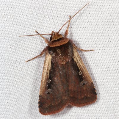 Hodges#10891 * Flame-shouldered Dart * Ochropleura implecta
