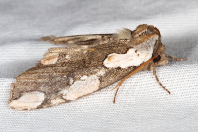 Hodges#6240 * Dogwood Thyatirid Moth * Euthyatira pudens
