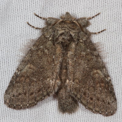 Hodges#7994 * Saddled Prominent ♂ * Heterocampa guttivitta