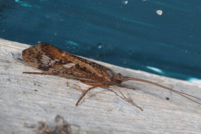 Genus Limnephilus