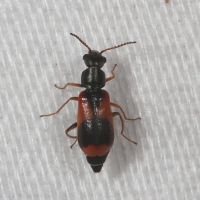Anthocomus equestris