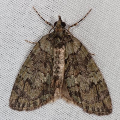 Hodges#7237 * Transfigured Hydriomena * Hydriomena transfigurata