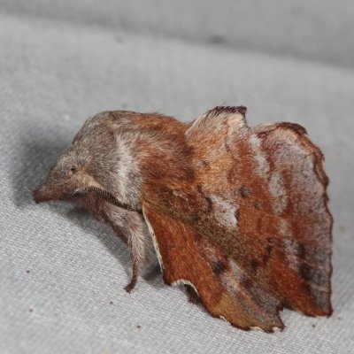 Hodges#7687 * Lappet Moth * Phyllodesma americana