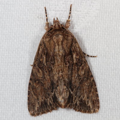 Hodges#10521 * Confused Woodgrain * Morrisonia confusa