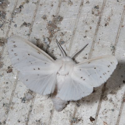 Hodges#8134 * Agreeable Tiger Moth * Spilosoma congrua