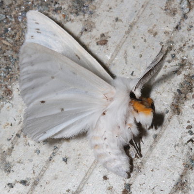 Hodges#Hodges#8134 * Agreeable Tiger Moth * Spilosoma congrua