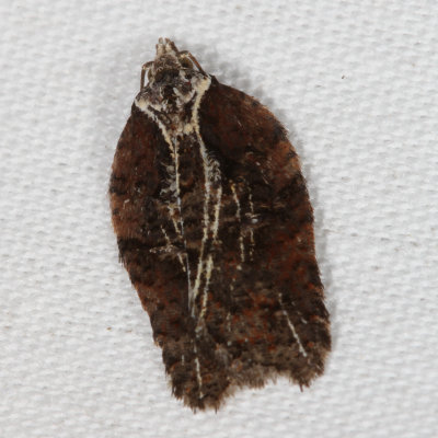 Hodges#3542 * Masked Leafroller * Acleris flavivittana