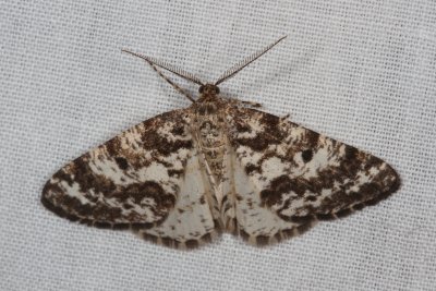 Hodges#6638 * Powder Moth * Eufidonia notataria