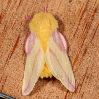 Hodges#7715 * Rosy Maple Moth * Dryocampa rubicunda