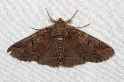 Hodges#8703 * Pine False Looper Zale * Zale duplicata