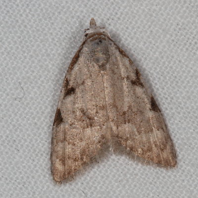 Hodges#8992 * Three-spotted Nola Moth * Nola triquetrana