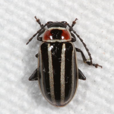 Tribe Alticini : Flea Beetles