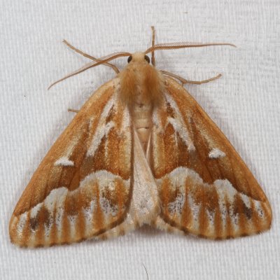 Hodges#6864 * Northern Pine Looper * Caripeta piniata