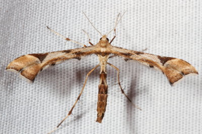 Hodges#6109 * Artichoke Plume Moth * Platyptilia carduidactyla
