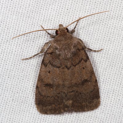 Hodges#9650 * The Slowpoke * Athetis tarda