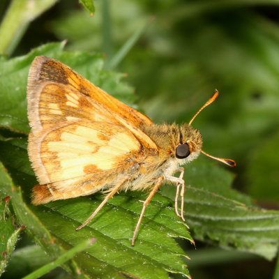 Peck's Skipper