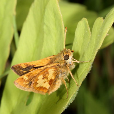 Peck's Skipper ♂