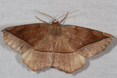 Hodges#6966 * Curve-toothed Geometer * Eutrapela clemataria