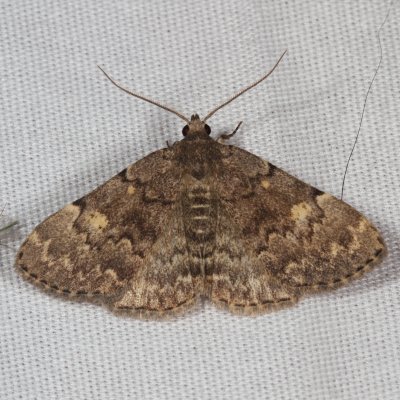 Hodges#8323 * Common Idia * Idia aemula
