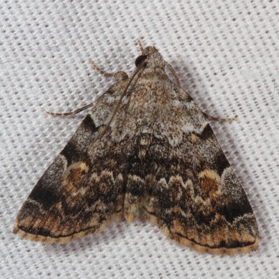 Hodges#8322 * American Idia * Idia americalis