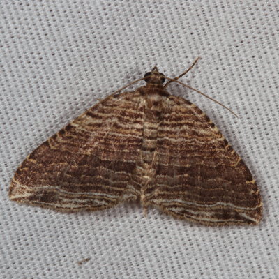 Hodges#7330 * Many-lined Carpet * Anticlea multiferata