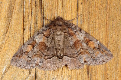 Hodges#8703 * Pine False Looper Zale * Zale duplicata