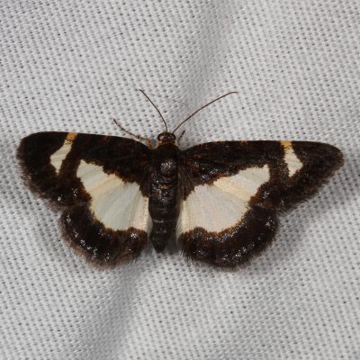 Hodges#6261 - Common Spring Moth * Heliomata cycladata