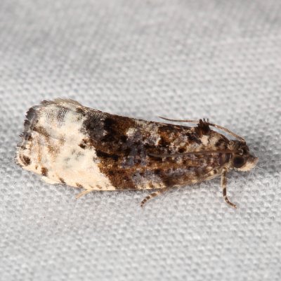 Hodges#2862 * Green Budworm Moth * Hedya nubiferana