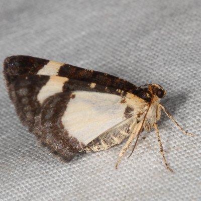 Hodges#6261 - Common Spring Moth * Heliomata cycladata
