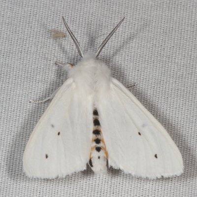 Hodges#8137 * Virginian Tiger Moth * Spilosoma virginica