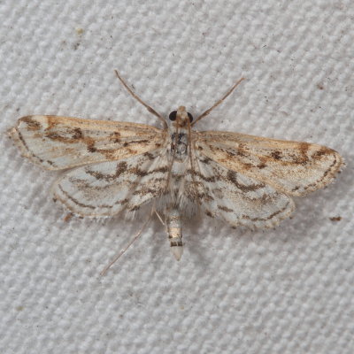Hodges#4764 * Watermilfoil Leafcutter Moth * Parapoynx allionealis