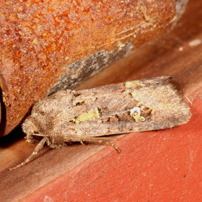 Hodges#10397 * Bristly Cutworm Moth * Lacinipolia renigera