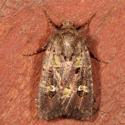 Hodges#10397 * Bristly Cutworm Moth * Lacinipolia renigera