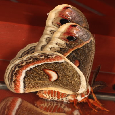 Apatelodidae through Saturniidae Moths : 7663 -7770