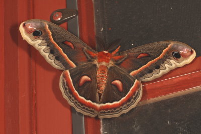 Hodges#7767 * Cecropia Moth * Hyalophora cecropia