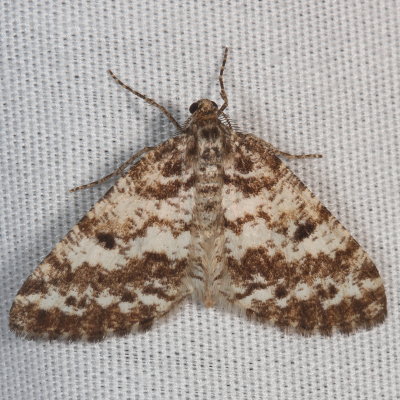Hodges#6638 * Powder Moth * Eufidonia notataria 