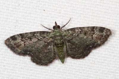 Hodges#7625 * Green Pug * Pasiphila rectangulata
