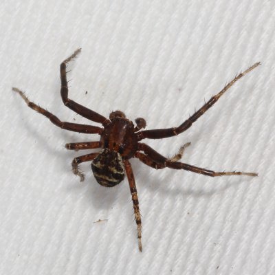 Genus Xysticus