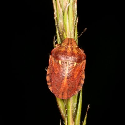 Scutelleridae : Shield-backed Bugs