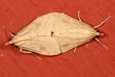 Hodges#4946 * American Lotus Borer Moth * Ostrinia penitalis