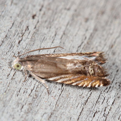 Hodges#3438 * Solidago Root Moth * Ephippiphora eclipsana